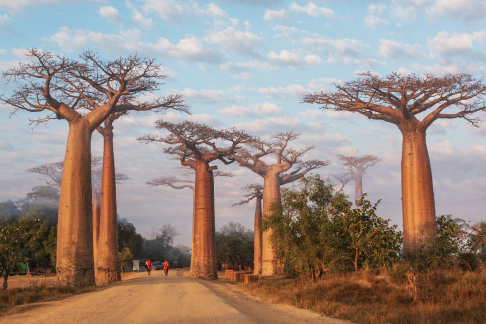 Morondava - L'allée des baobabs au petit matin