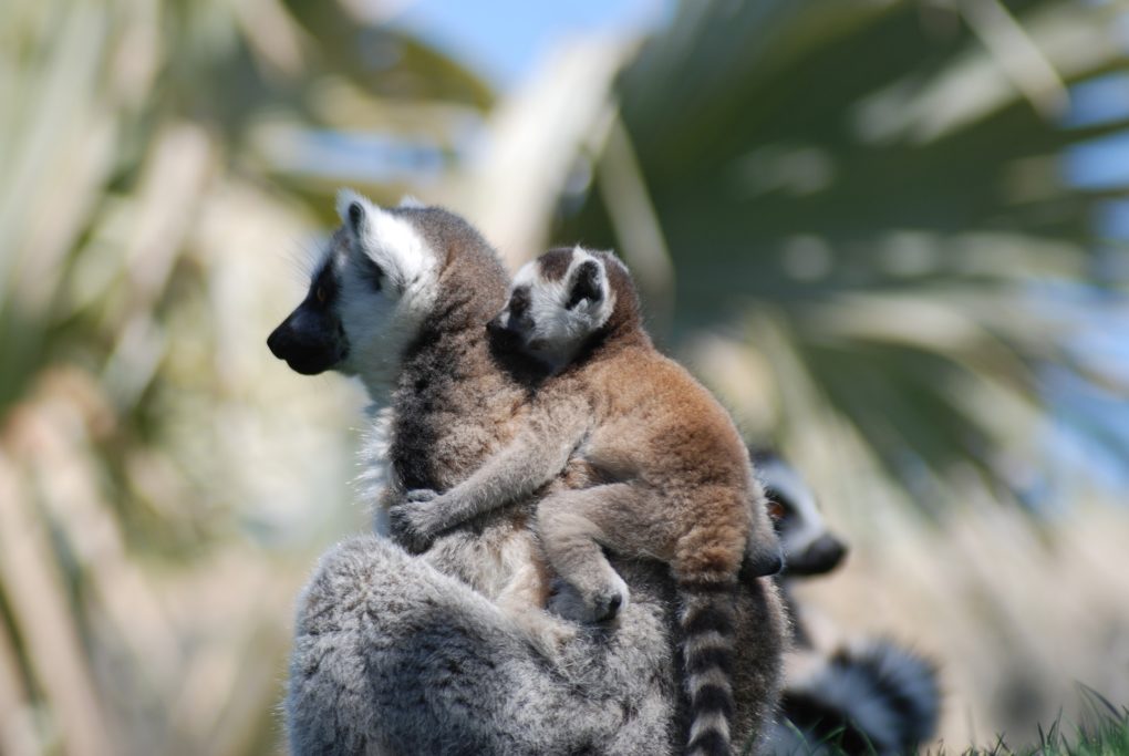 Madagascar - maki lémurien