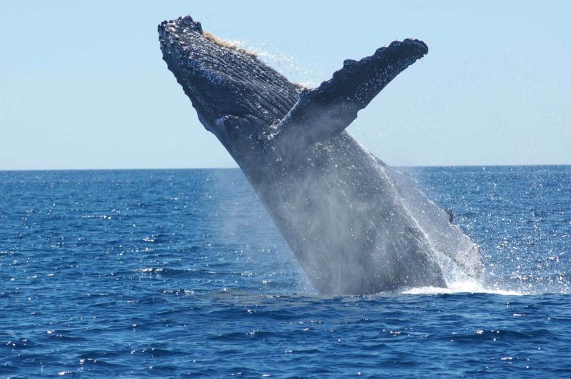 baleines à bosse à Madagascar