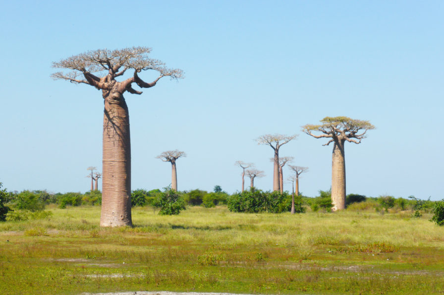 Morondava - Baobabs