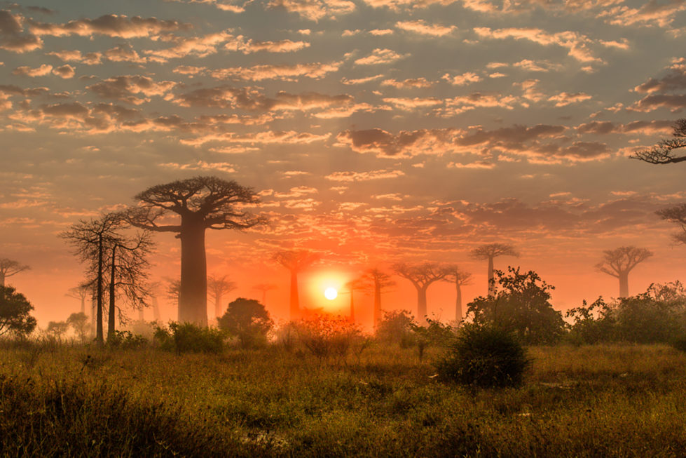 Morondava - Les baobabs au petit matin