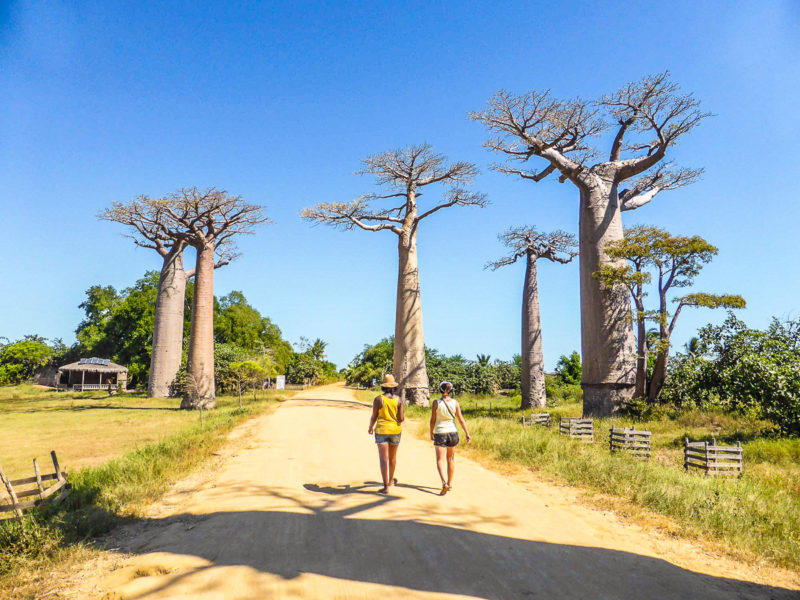 Morondava - voyageurs allee des baobabs