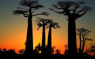 L’incontournable allée des baobabs