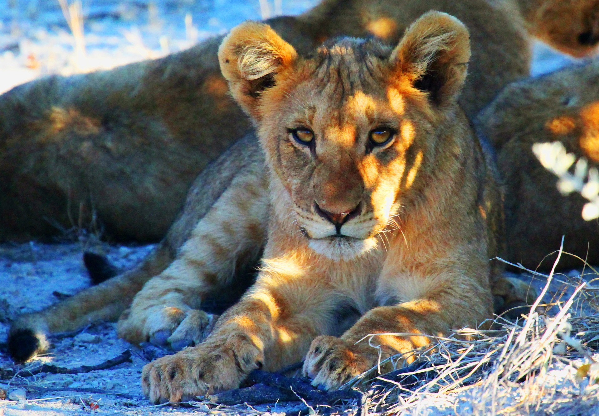 Namibie - lionne