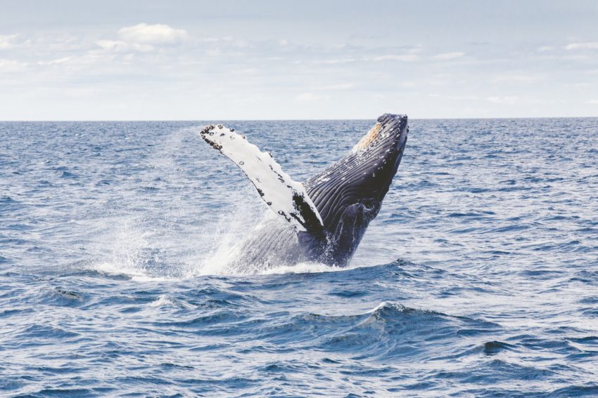 baleine à bosse à madagascar