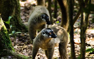 Le parc Andasibe : à la rencontre de la faune malgache