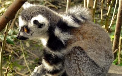 Tout savoir sur les Makis à Madagascar