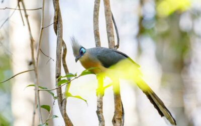 Où observer des oiseaux à Madagascar ?