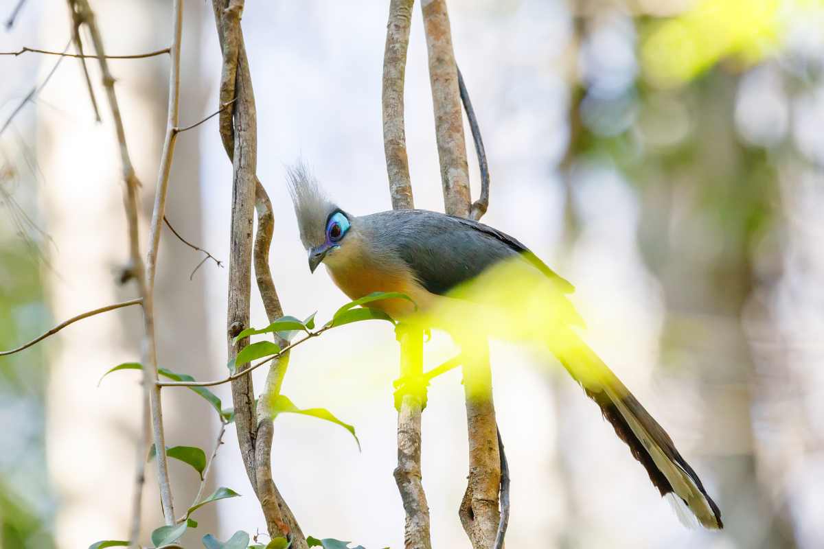 Observer les oiseaux à Madagascar