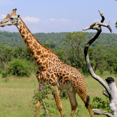 RWANDA- Immersion entre nature, rencontres et traditions