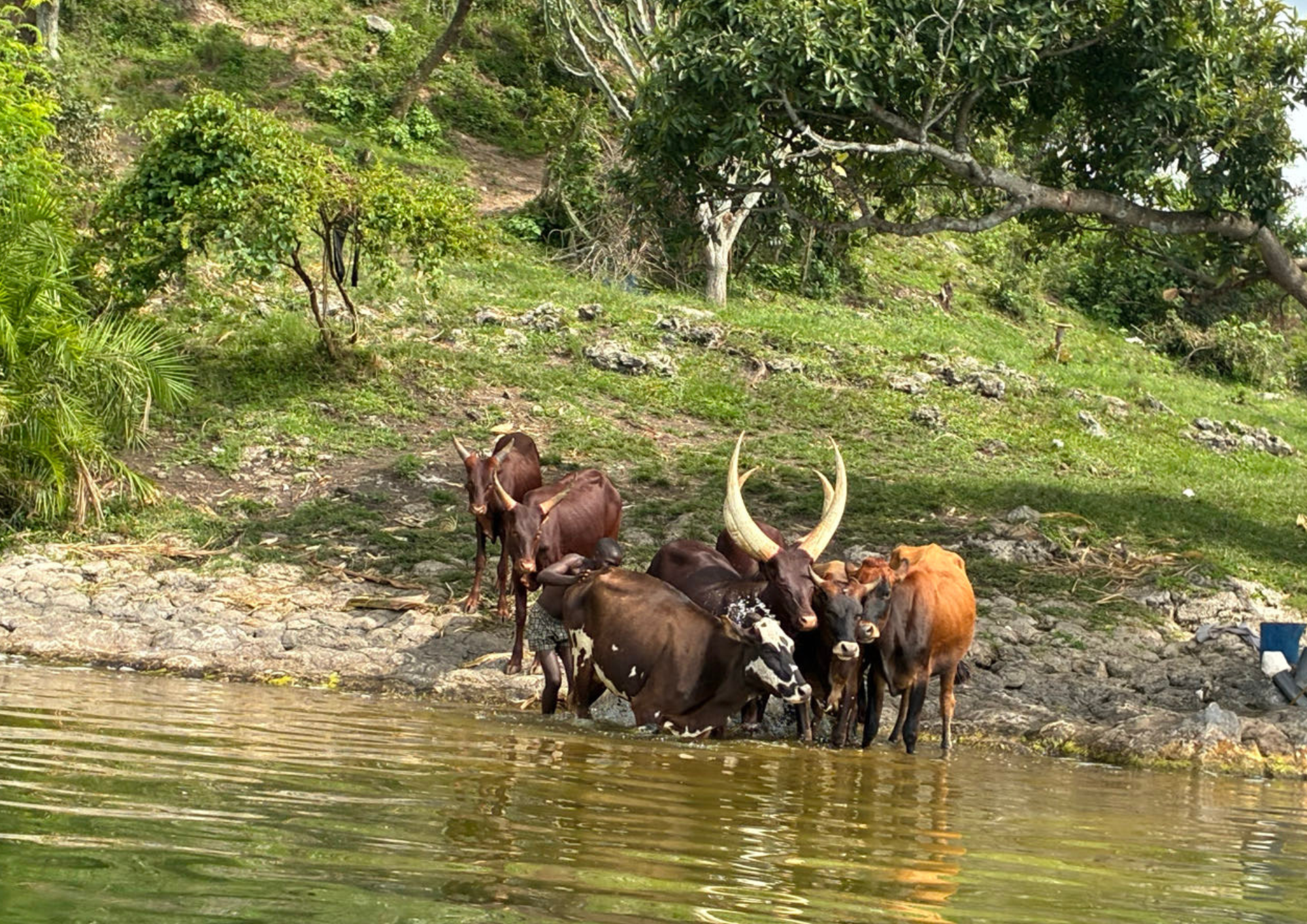 Un lémurien au Parc de l'Ankarana